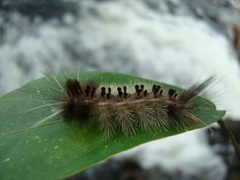 Lepidoptera