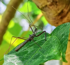 Epidaus