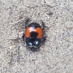 Spilodiscus instratus