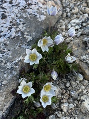 Anemone drummondii