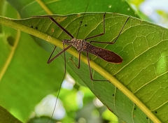 Epidaus