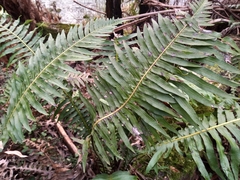 Blechnum nudum