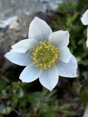 Anemone drummondii