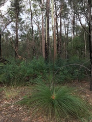 Xanthorrhoea media