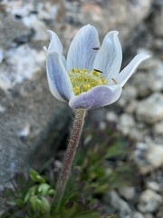 Anemone drummondii