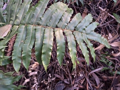 Blechnum wattsii