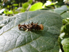 Lepidoptera