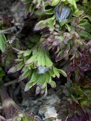Anemone drummondii