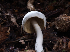 Cortinarius cretax