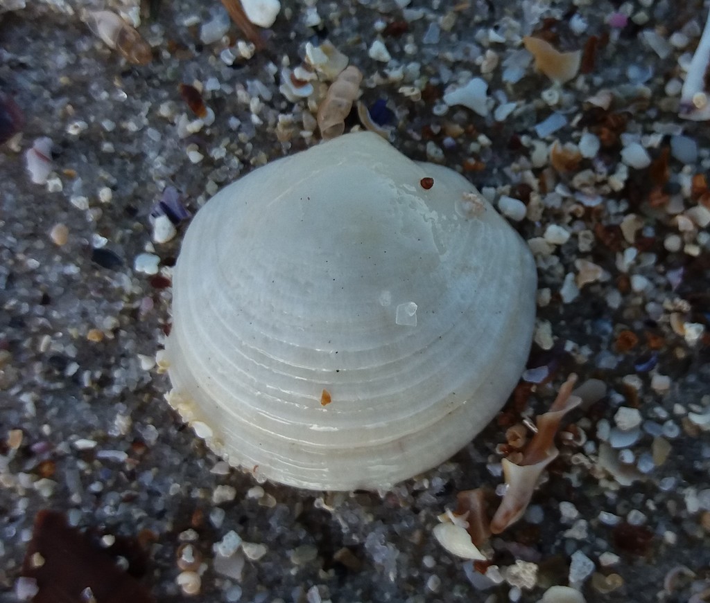 Pseudolucinisca