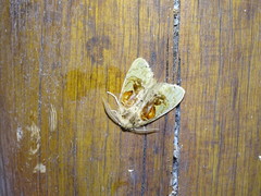 Arrhenophanes perspicilla