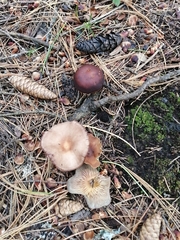 Gymnopus ocior