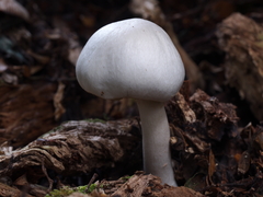 Cortinarius cretax