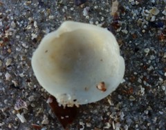 Pseudolucinisca lacteola