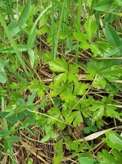 Anemonoides sylvestris