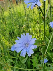 Cichorium intybus