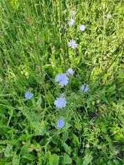 Cichorium intybus