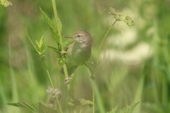 Acrocephalus dumetorum