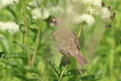 Acrocephalus dumetorum