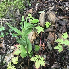 Epipactis atrorubens