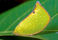 Salurnis marginella