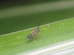 Eucharitinae