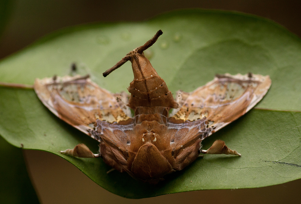 Euteliid Moths