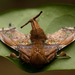 Euteliid Moths - Photo (c) Bart Wursten, some rights reserved (CC BY-NC), uploaded by Bart Wursten