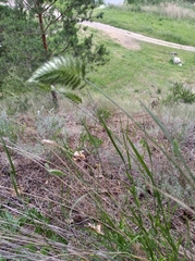 Agropyron cristatum