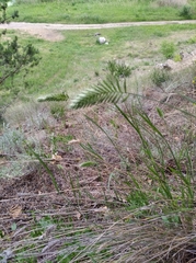 Agropyron cristatum