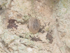 Elaphroconcha