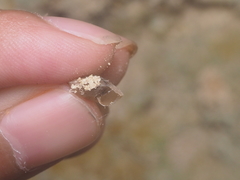 Elaphroconcha