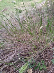 Agropyron cristatum
