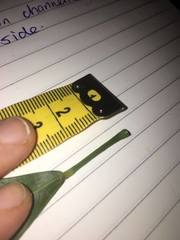 Codiaeum variegatum moluccanum