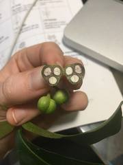 Codiaeum variegatum moluccanum