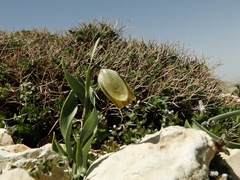 Fritillaria amana