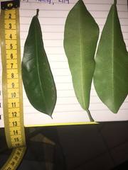 Codiaeum variegatum moluccanum