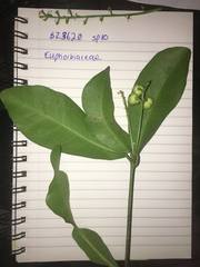 Codiaeum variegatum moluccanum