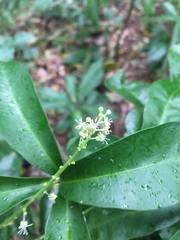 Codiaeum variegatum moluccanum