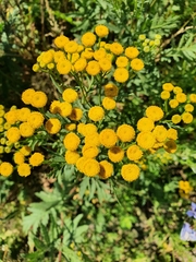 Tanacetum vulgare