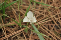 Calochortus minimus