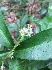 Codiaeum variegatum moluccanum