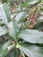 Codiaeum variegatum moluccanum