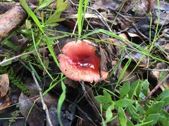 Russula persanguinea