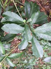 Codiaeum variegatum moluccanum