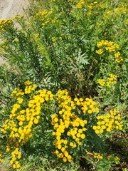 Tanacetum vulgare