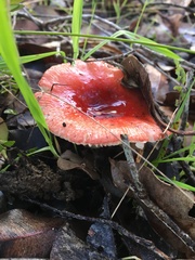 Russula persanguinea