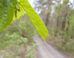 Tetragnatha montana