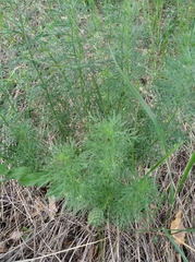 Adonis vernalis