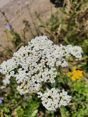 Achillea millefolium